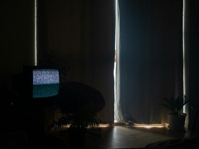 A single plant in a minimalist dark room setting.